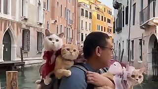 travaling with cats