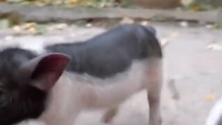 Funny dogs video