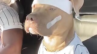 Funny dogs video