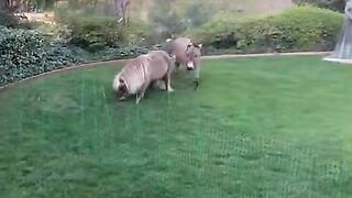 a dog is playing with a donkey