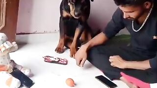 Funny dog
