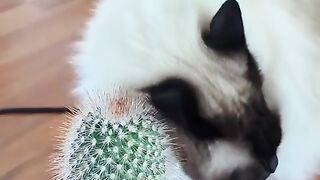 Bought a cactus to get the cat to stop eating my plants, but now she thinks it's a scratching post