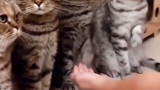 I think the group designated the orange cat to sit next to the stubborn cat to make up for the lack of handshakes.