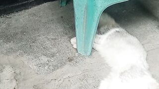 the fat cat is taking a nap