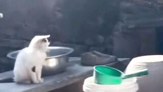 Funny cat video