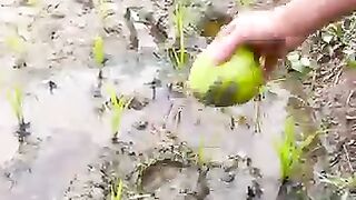 رجل عجوز بلا ماوى يقطف