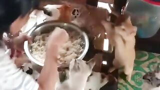 give him cat food