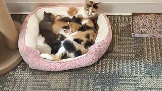 Asking Ellie, mom of 7 small kittens, to adopt 3 abandoned foster kittens into to her family