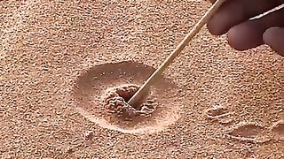 Digging a hole in the desert. Look what He Found #reelsviralfb #interesting #desert