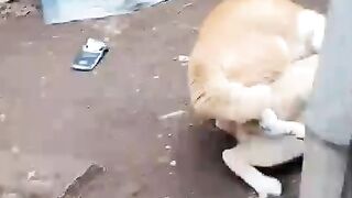 Orange cat is the strongest cat