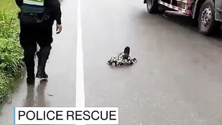 Police rescue sloth on the road
