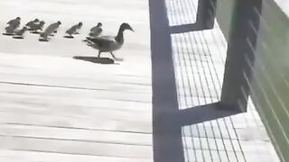 Mother duck is teaching her chicks to swim