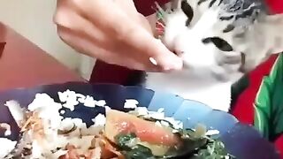 is feeding the cat