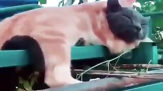 the romance of two cats