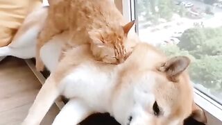 Cat and dog