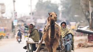 Riding camel cart