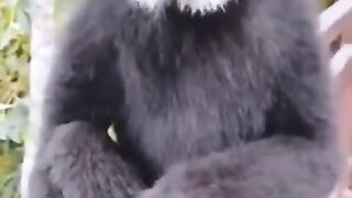 ANIMAL VIRAL