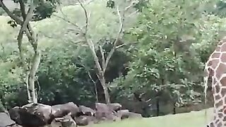 ANIMAL VIRAL