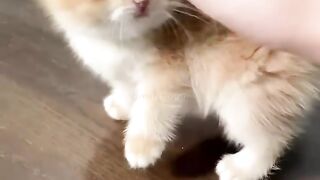 ANIMAL VIRAL
