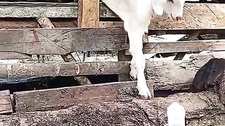 ANIMAL VIRAL