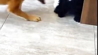 Puppy vs Kitten...