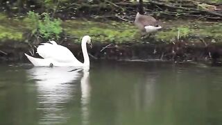 Quiz about birds for children