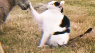 Cats and dogs Funny video ????????