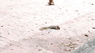 Animal lion