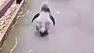 Hearh their Beloved Masters ❤️ _MyPetsieFollow _my.petsie For More Daily Videos
