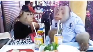 The monkey is drinking in the cafe