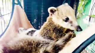Raccoon and nose, babies in the same cage