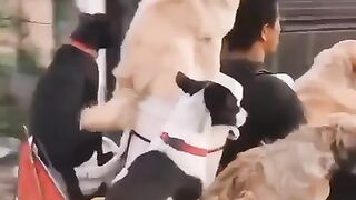 the dogs are riding motorbikes