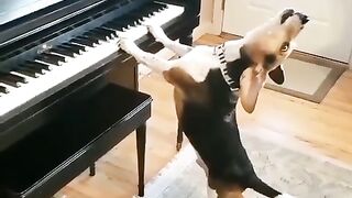 the dog is playing the piano