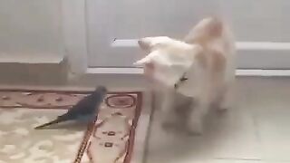 Bird and cat
