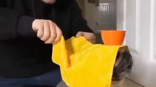 Funny dogs video