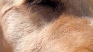 My dogs math isn’t mathing ???? #dog #shorts #dogshorts #goldenretriever #waitforit #doglover