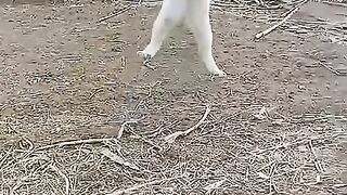 A unique way of hunting a cat.