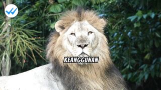 the lion is the king of the jungle, ruler of the wild
