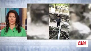 Biologist weighs in on the viral sun bear video from Chinese zoo