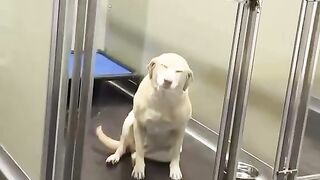 Funnydog