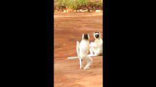 Dancing Sifaka Berenty Madagascar ????????