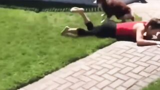 Funny dogs