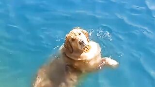 Funnydogs