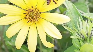 FLOWER 15,United States, Canada, Australia, UK