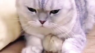 From Furry Friends to Feline Funnies: A Cat Lover's Delight!"