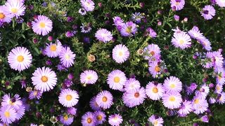 FLOWER 18,United States, Canada, Australia, UK