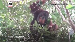 Wild orangutan used medicinal plant to treat wound, scientists say.