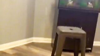 Funny cats in action