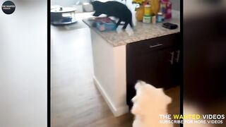 Funny ???????? animals