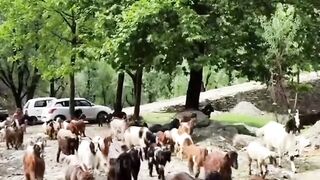 Mera Pyar Pakistan
